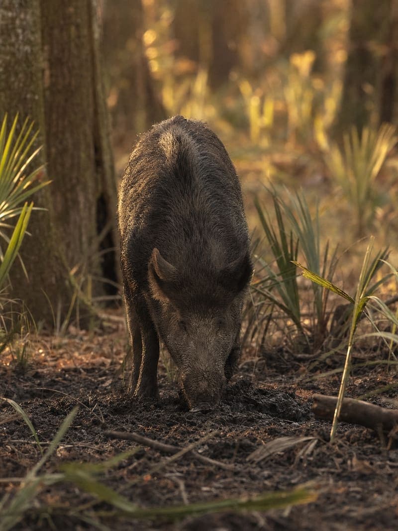 Wild Hog recipes